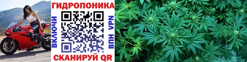 Купить где  Зерноград  Конопля MAZAR 